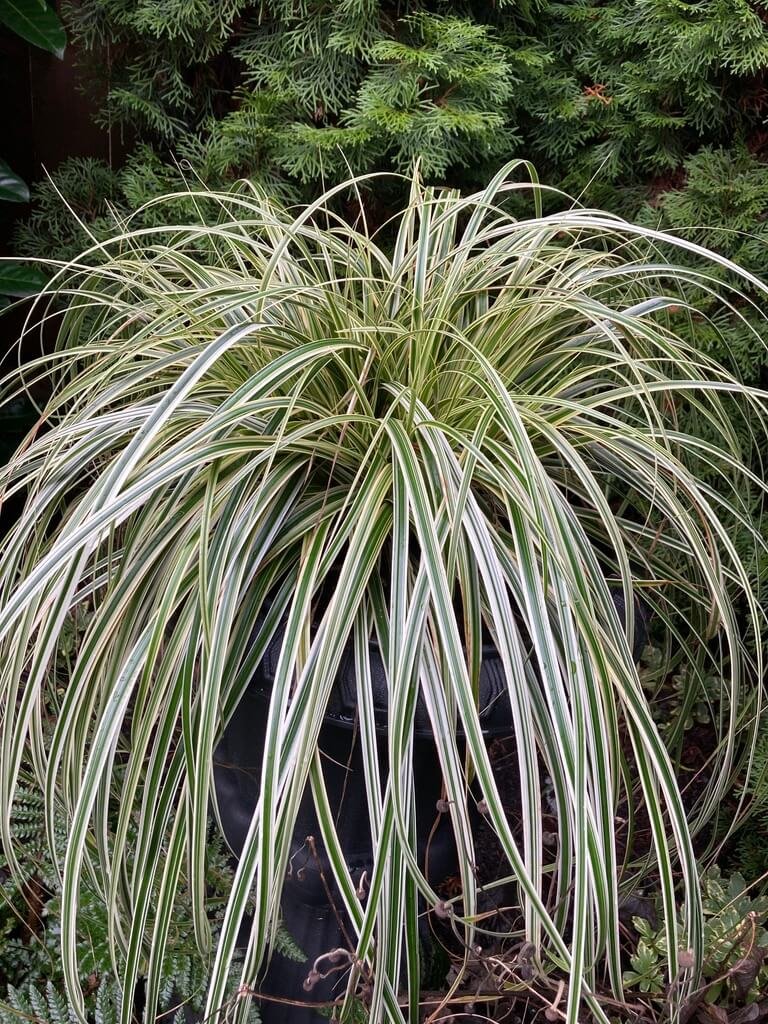 Carex oshimensis ‘Feather Falls’