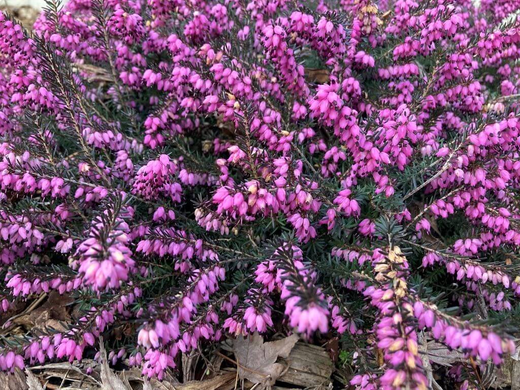 Erica carnea ‘Nathalie’