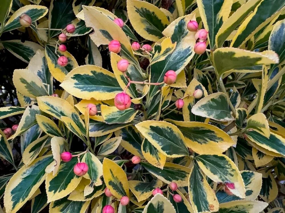 Euonymus japonicus 'Aureo Marginata'