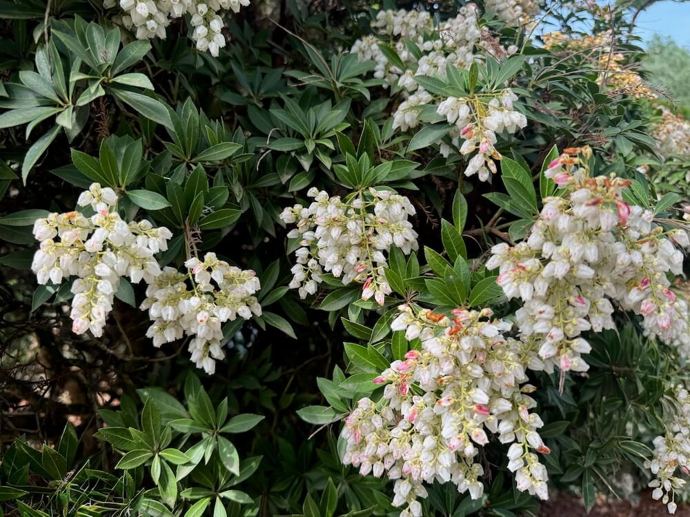 Pieris japonica 'Prelude'