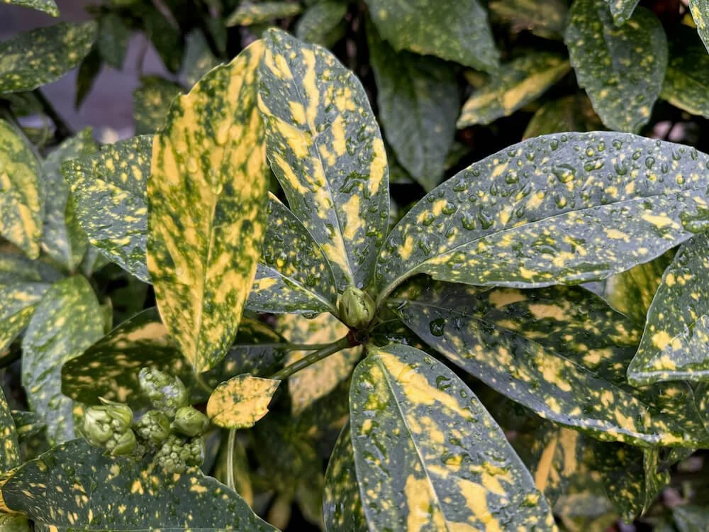 Aucuba japonica 'Crotonifolia'