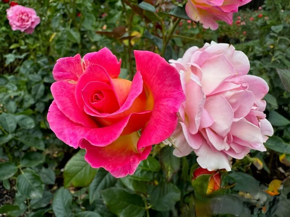 Rosa 'Julie Andrews'