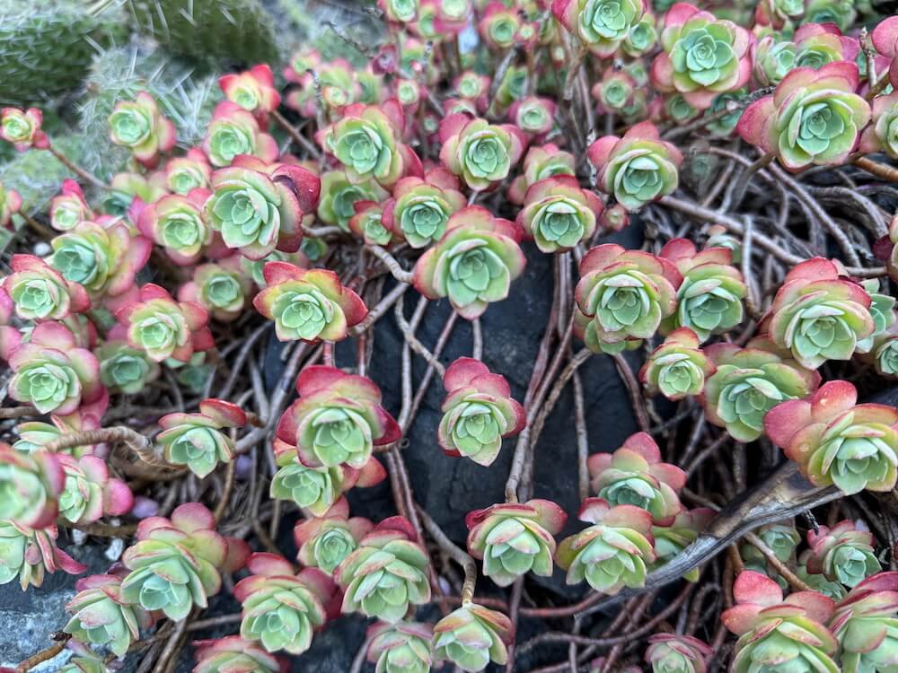 Sedum palmeri