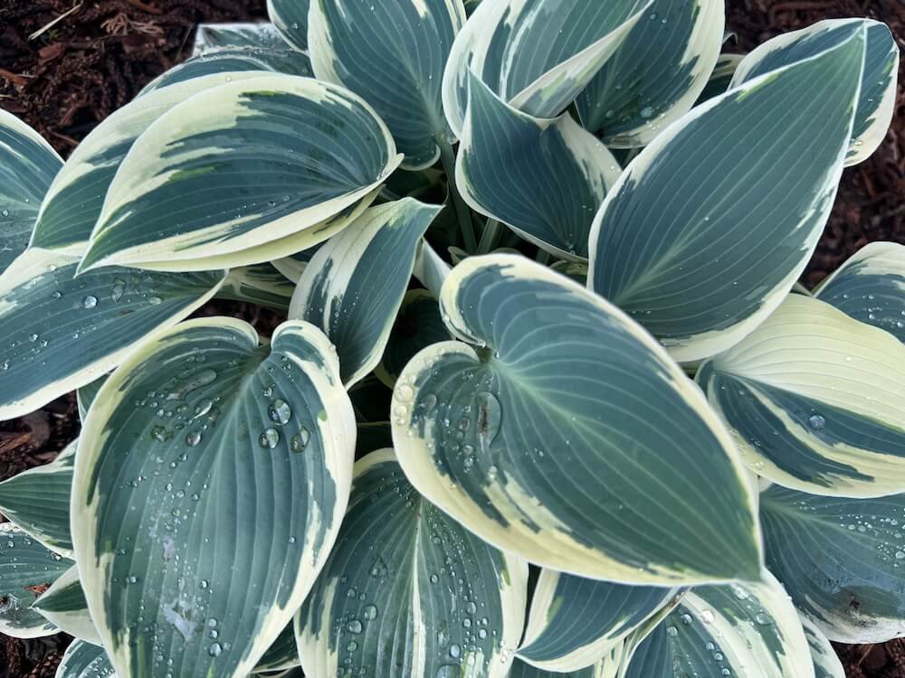 Hosta 'El Nino'