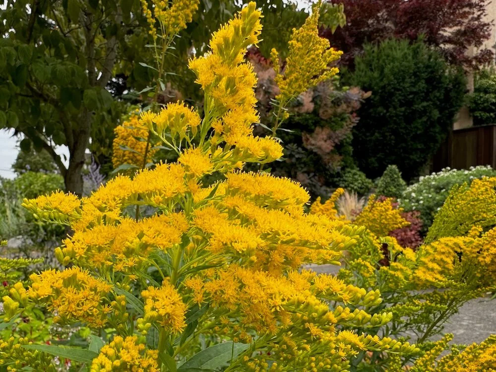 Solidago altissima