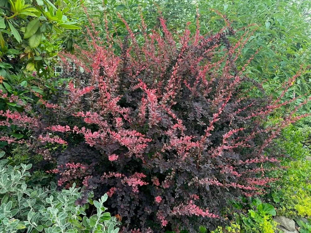 Berberis thunbergii atropurpurea ‘Rose Glow’