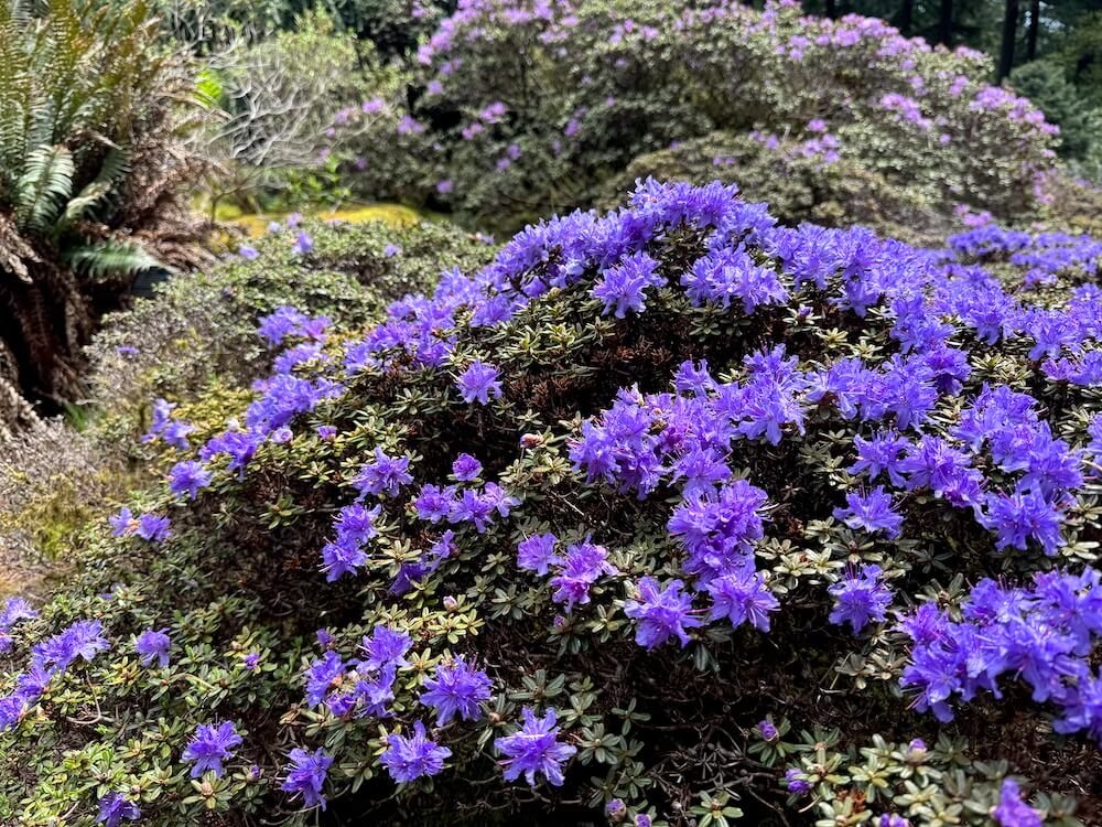 Rhododendron impeditum