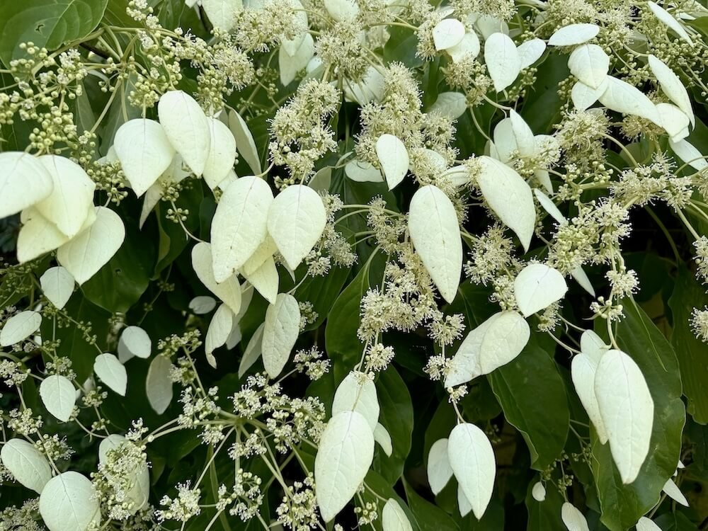 Schizophragma integrifolium var. fauriei