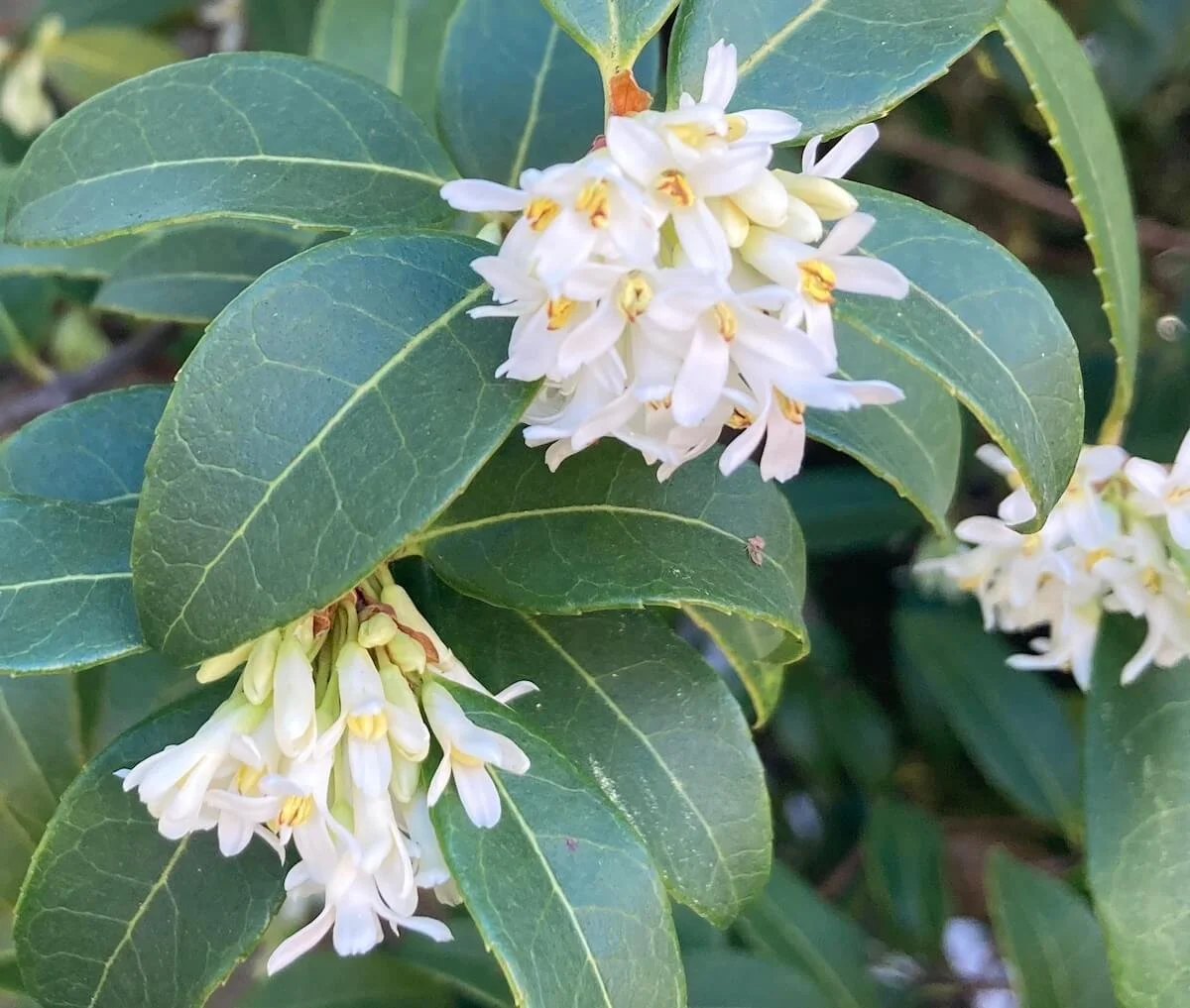OSMANTHUS
