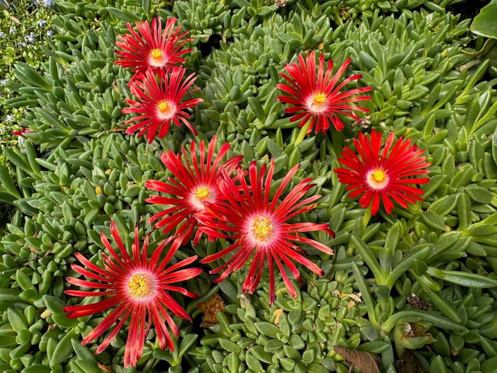 Delosperma x ‘Red Mountain Flame’