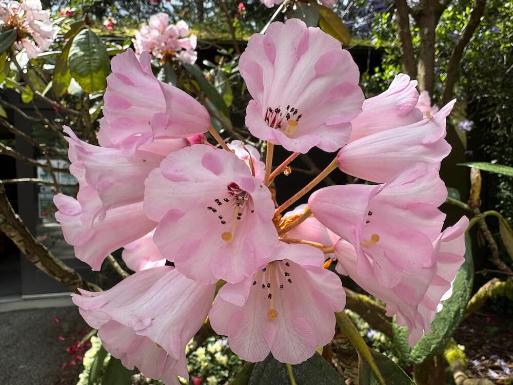 Rhododendron kesangiae