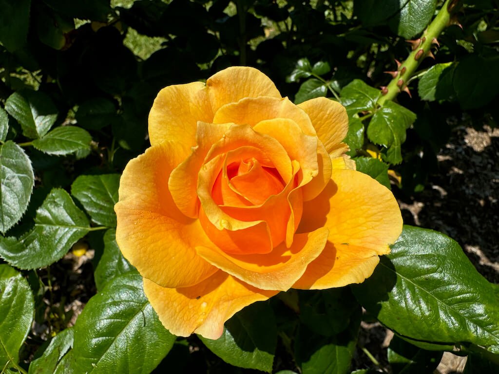 Rosa 'Harflow'