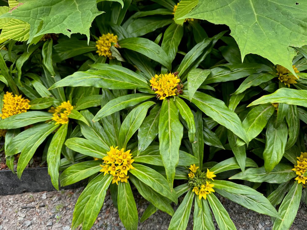 Lysimachia paridiformis