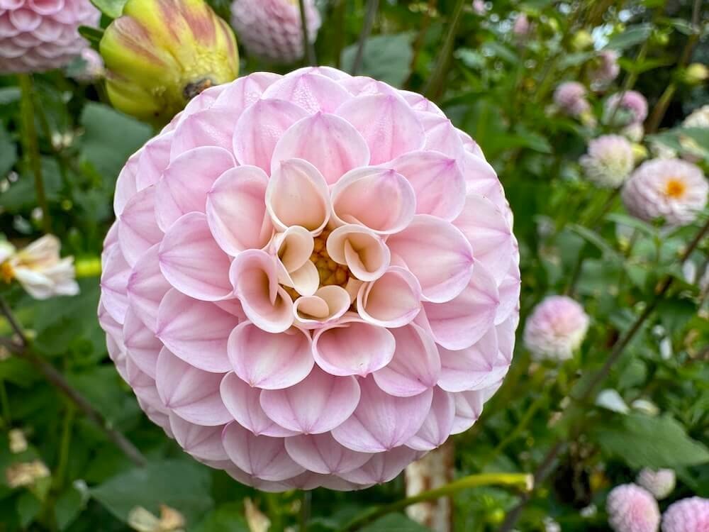 Dahlia 'Wizard of Oz'
