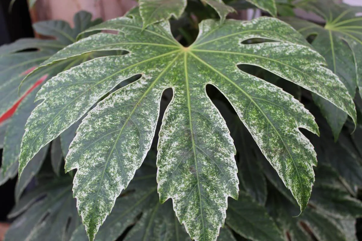 Fatsia japonica 'Spider's Web'
