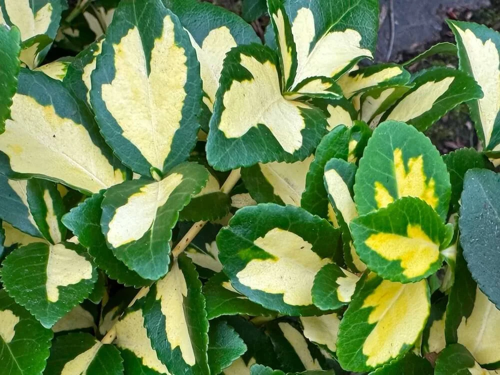 WINTERCREEPER (Euonymus)