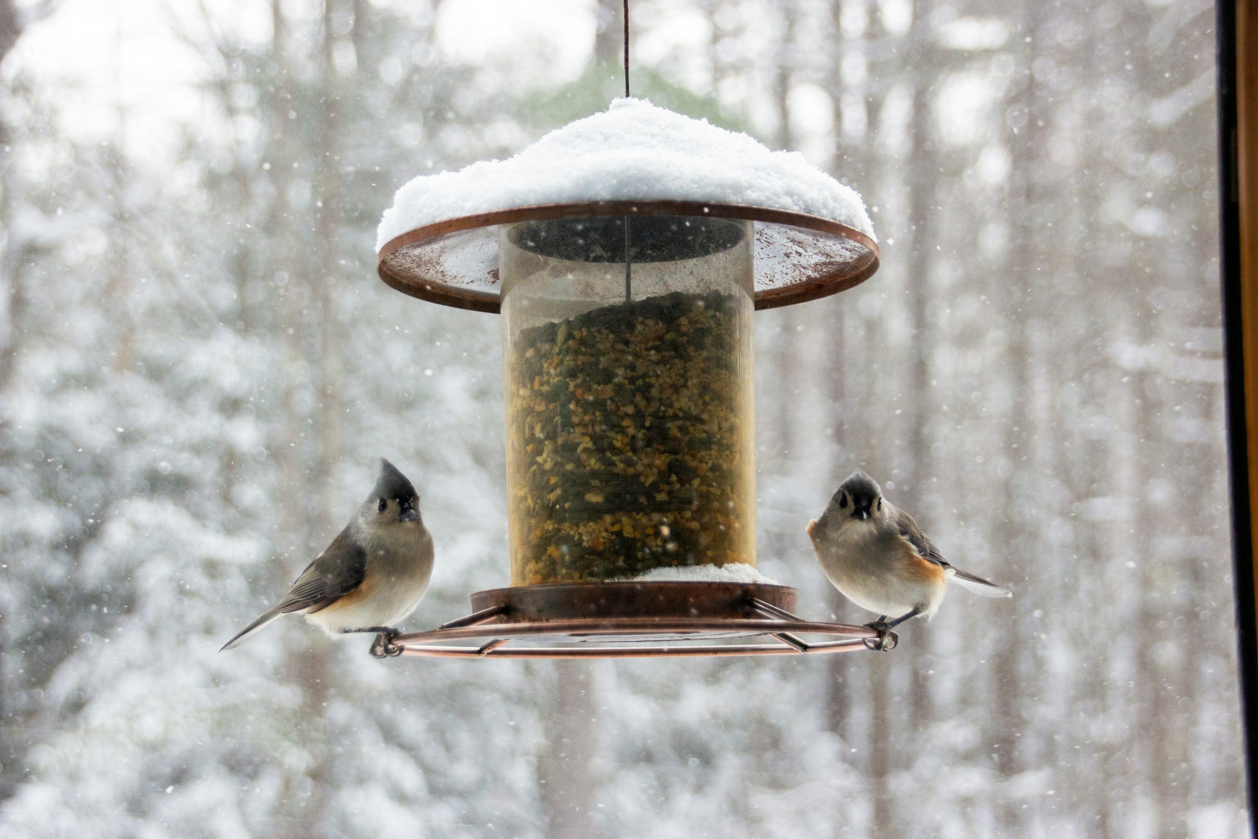 PROVIDE BIRD FEEDERS