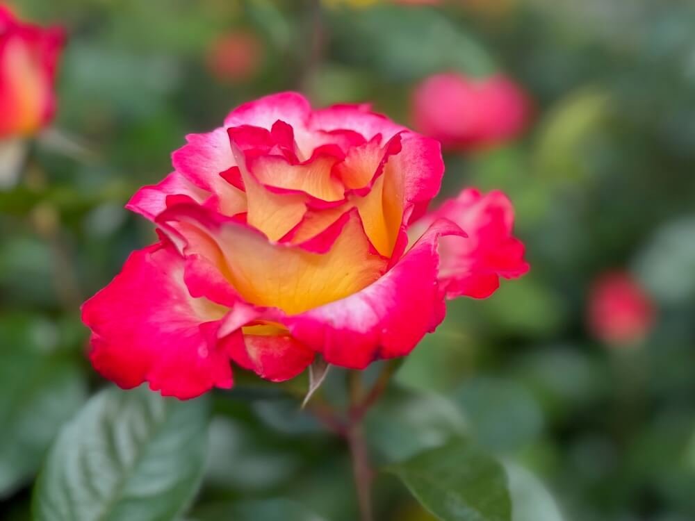 Rosa 'Dick Clark'