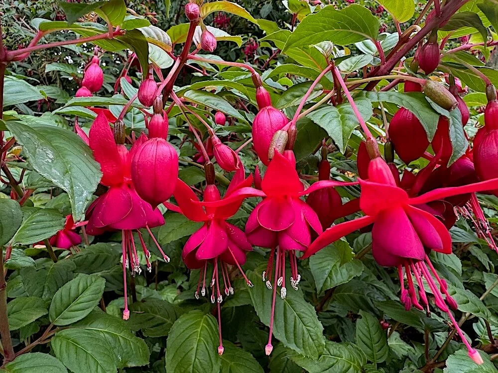 Fuchsia 'Santa Cruz'
