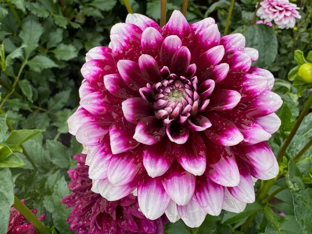 Dahlia 'Ryan C'