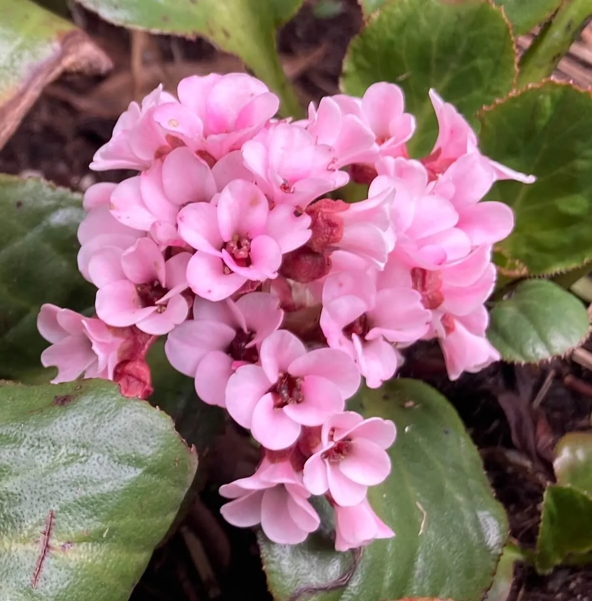 Bergenia cordifolia 'Bach'