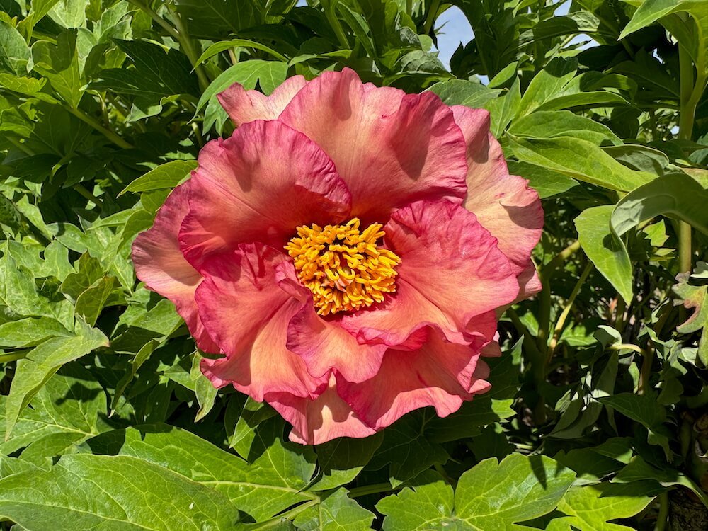ADELMAN PEONY GARDENS