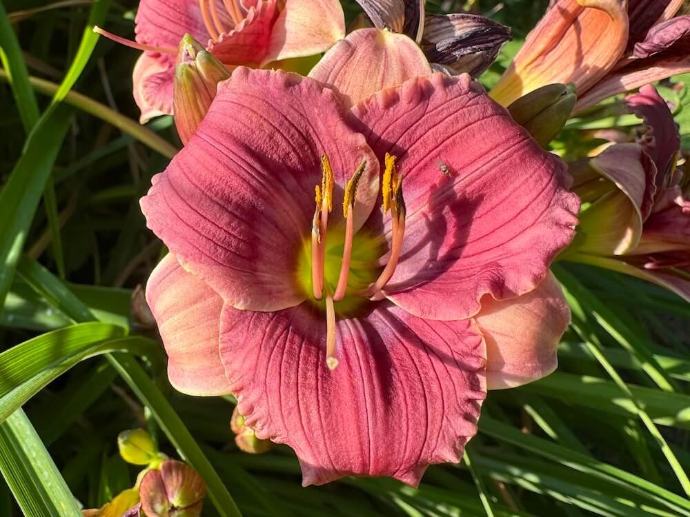 Hemerocallis 'Rosy Returns'