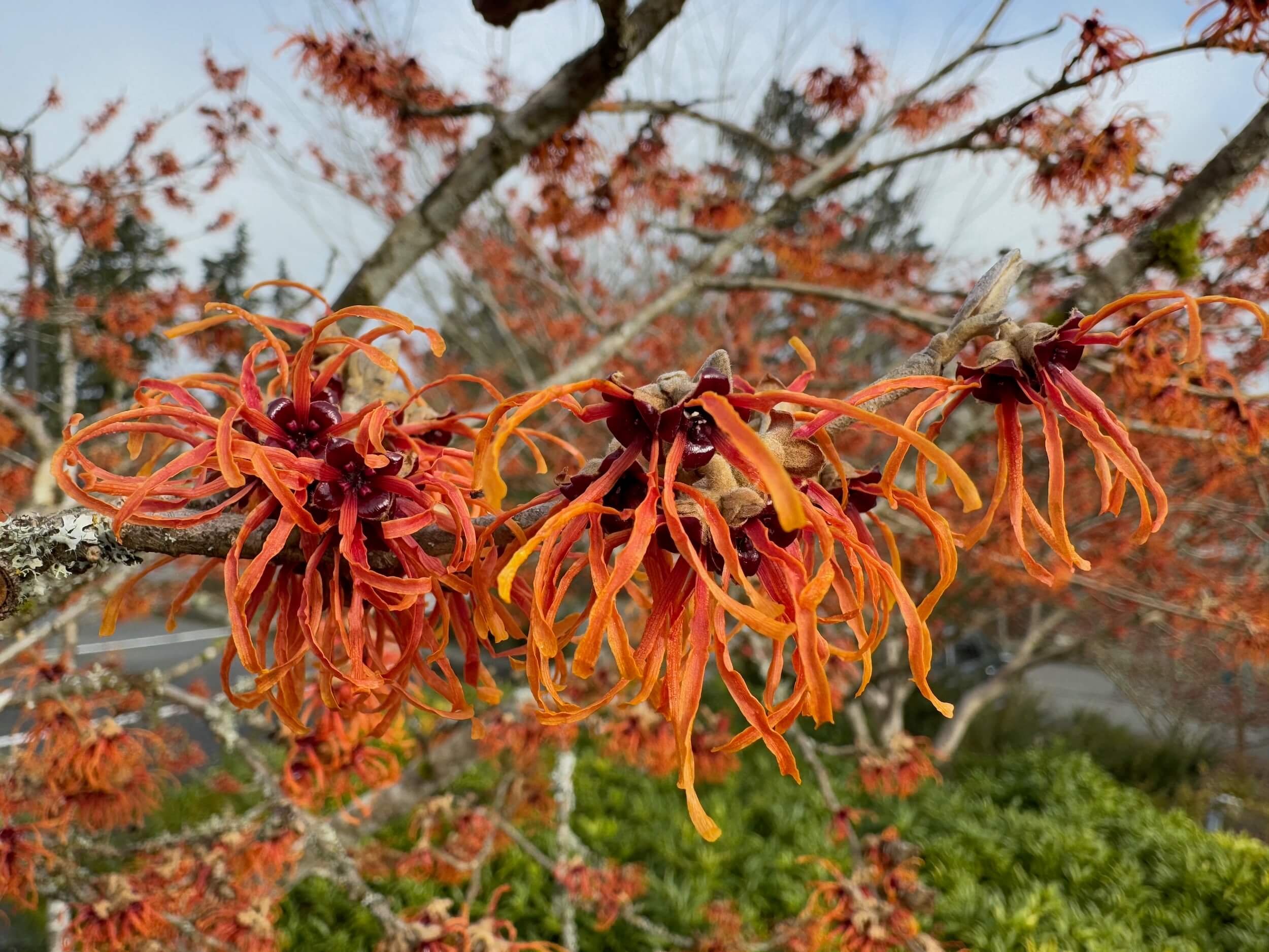 Witch Hazels
