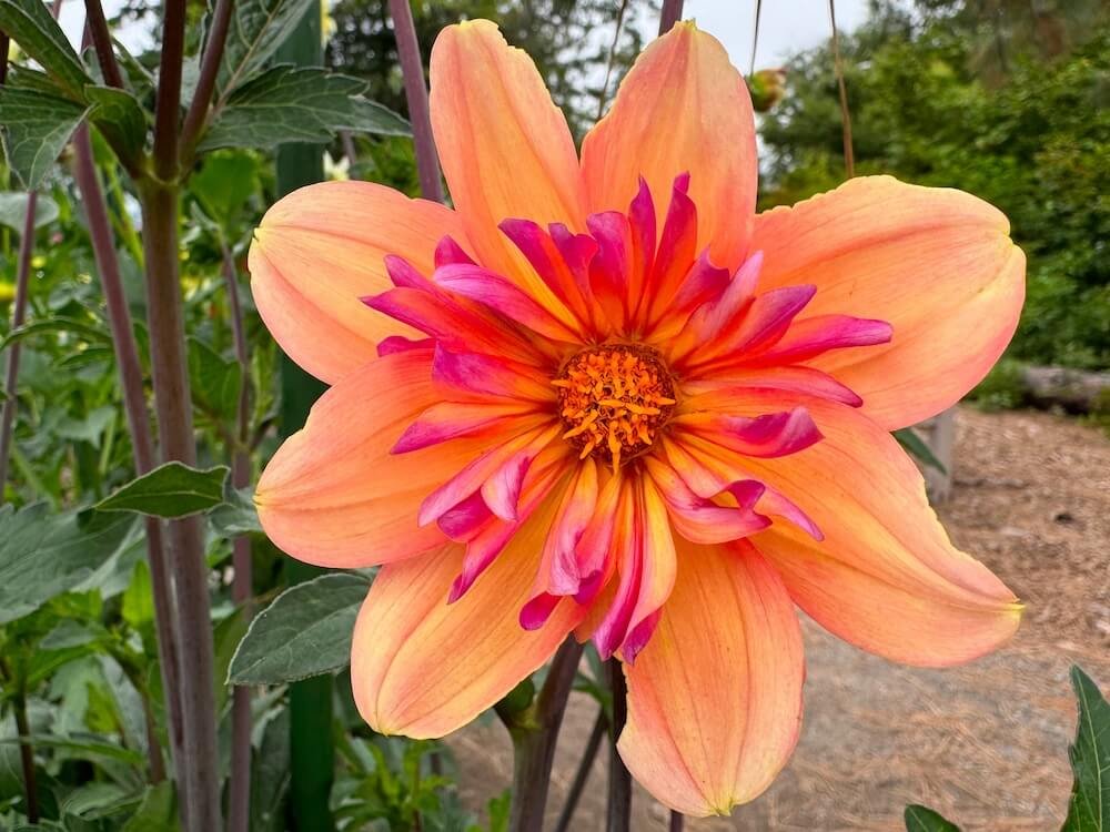 Dahlia 'Kelsey Neahkahnie'