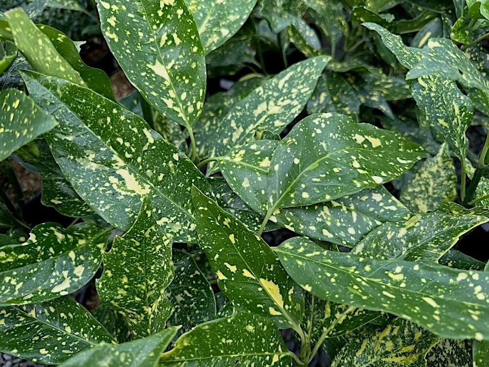 Aucuba japonica 'Gold Dust'