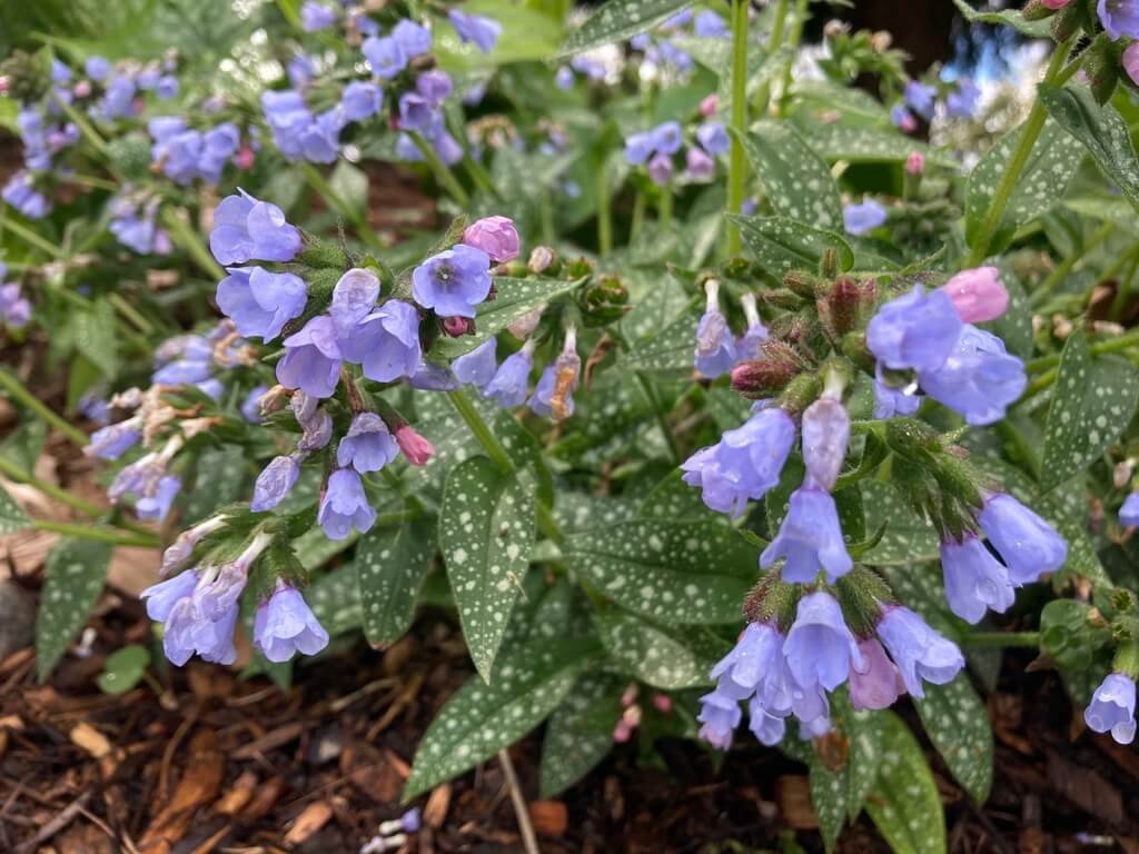 LUNGWORT (Pulmonaria)