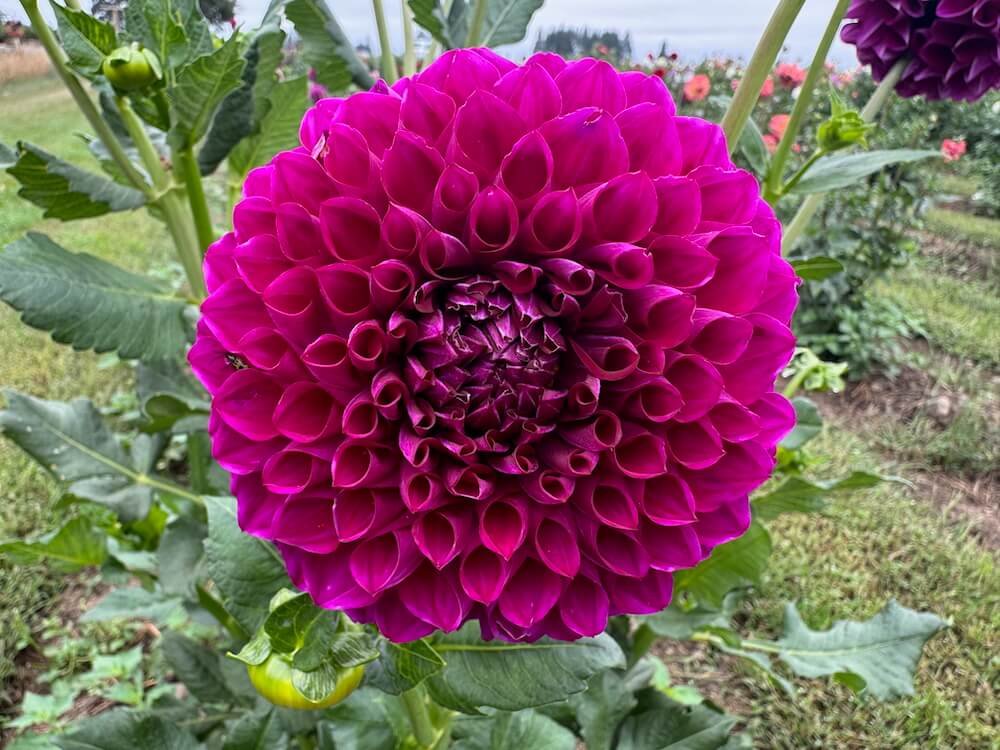 Dahlia 'Sharky'