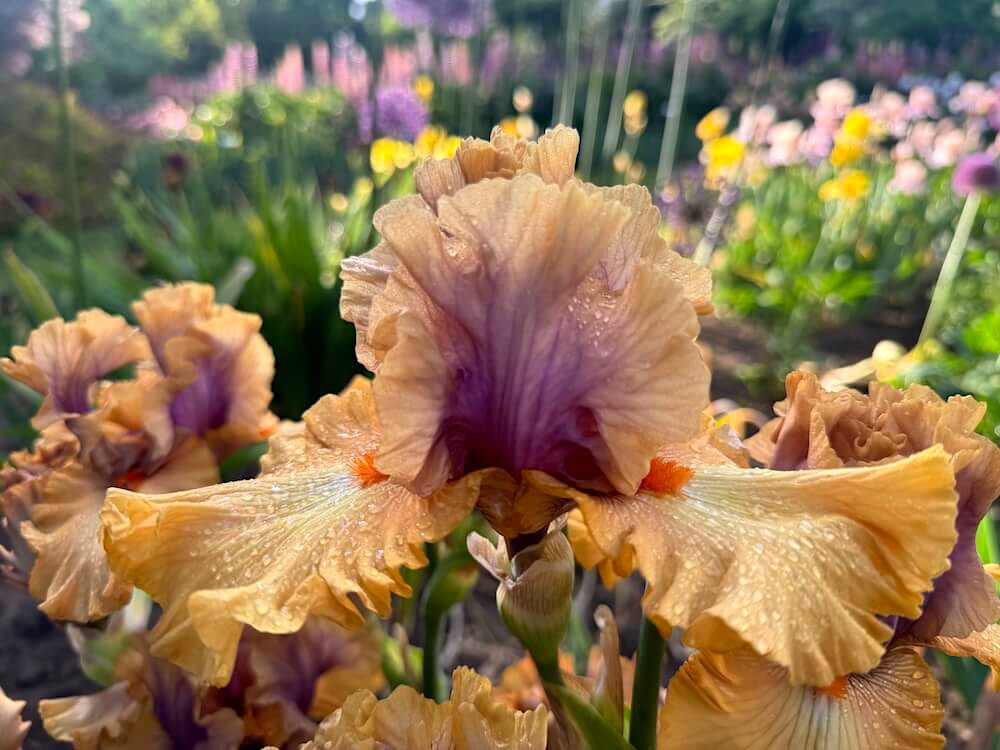 Iris 'Color Capers'