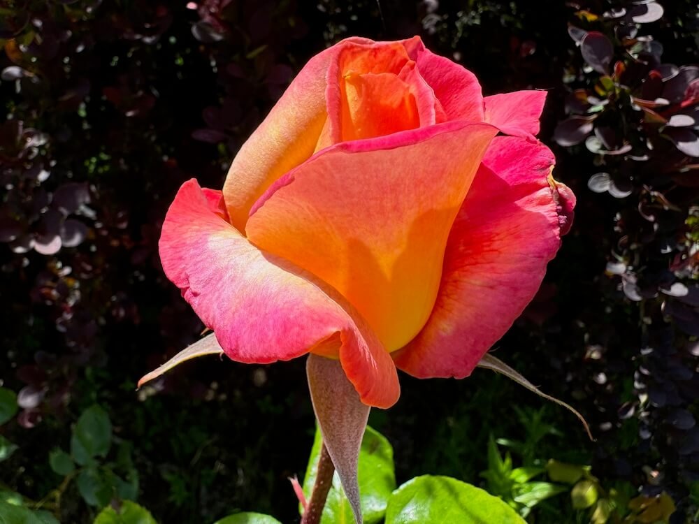 Rosa 'Broadway'