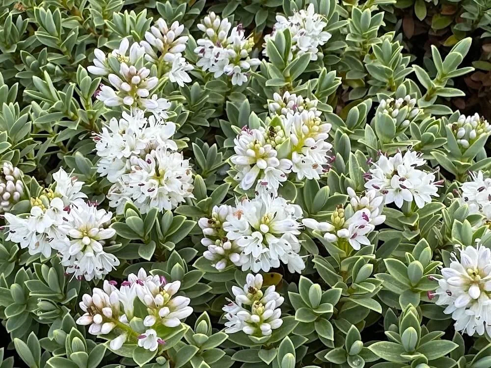 HEBE (Veronica)