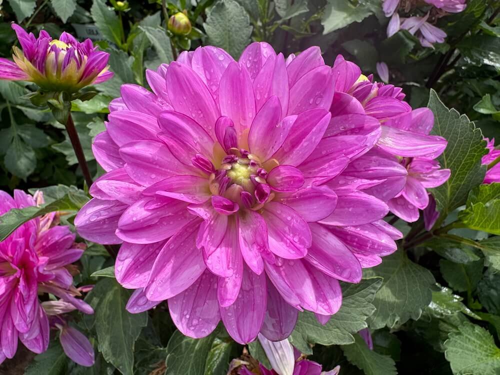 Dahlia 'Little Blessings'