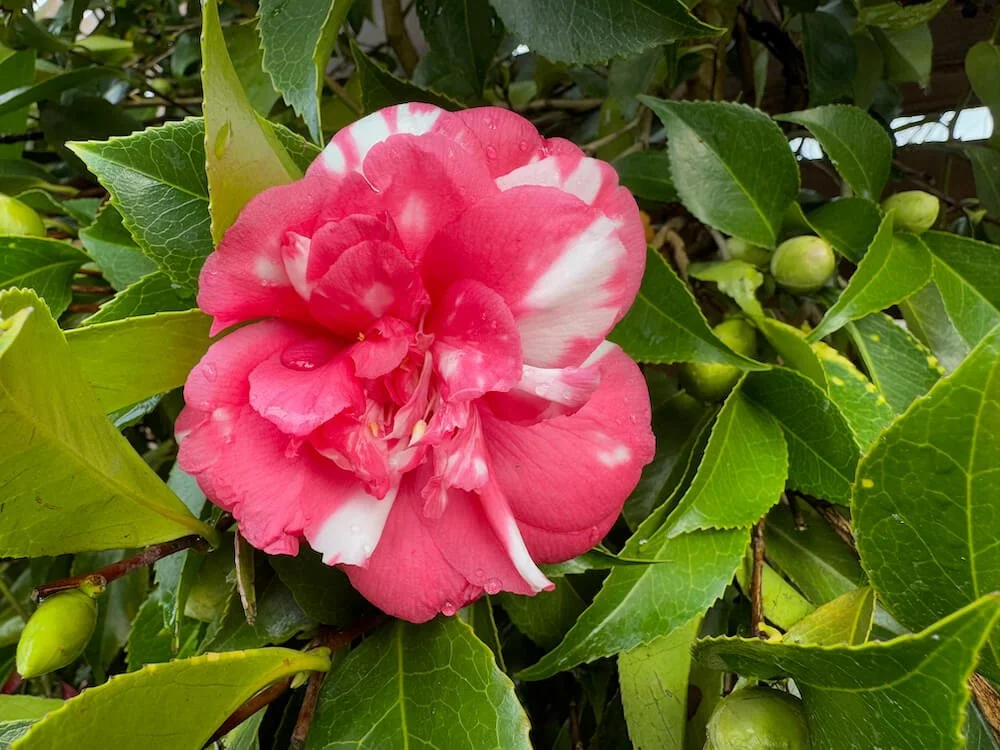 Camellia japonica 'Daikagura'