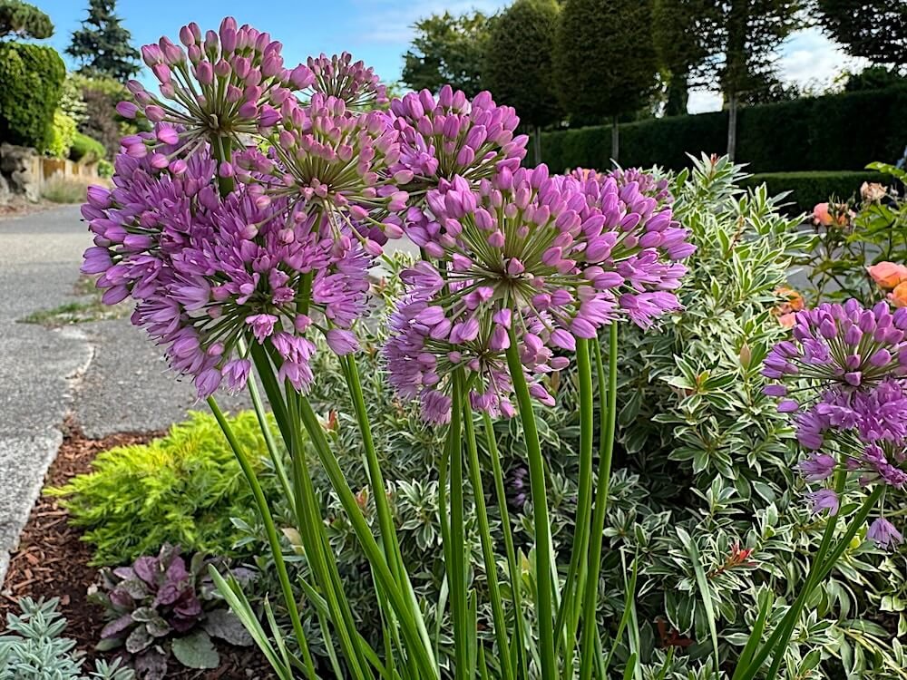 Allium ‘Millenium’