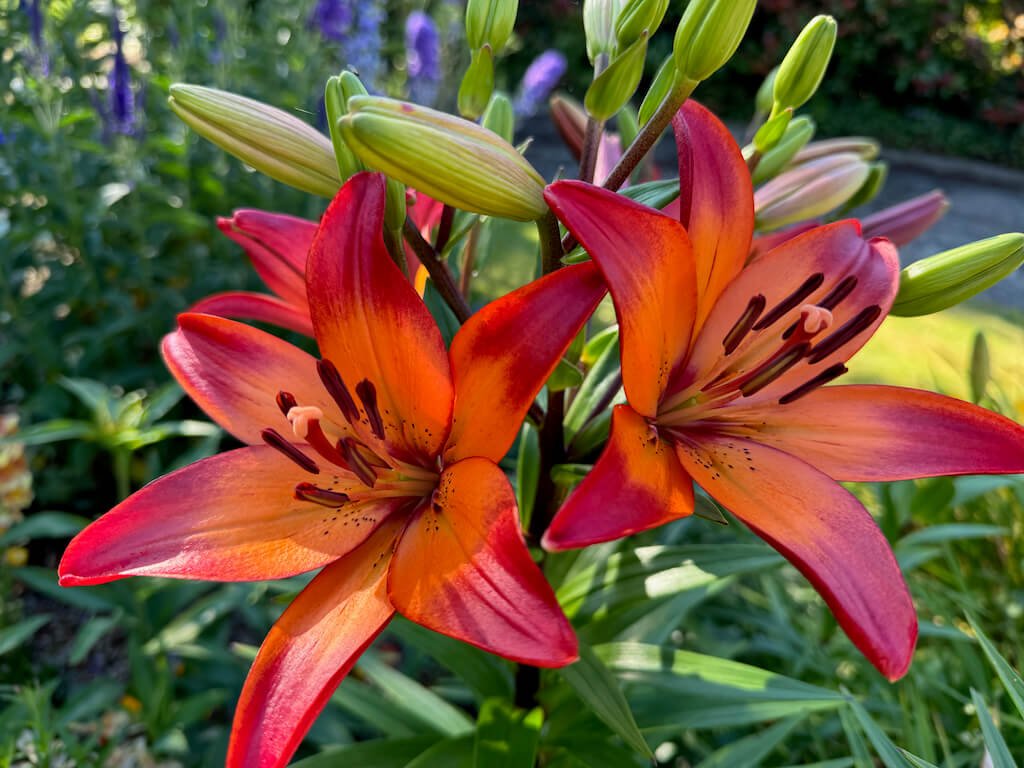 Lilium 'Royal Sunset'