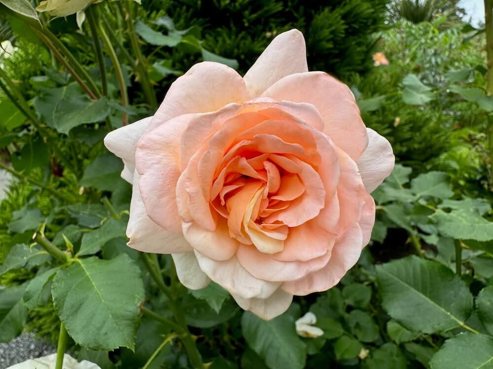 Rosa 'Meioffic'