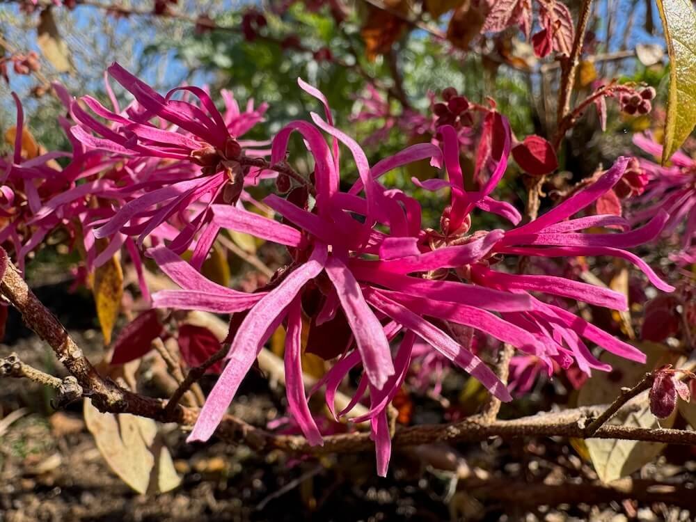 Loropetalum chinense 'Sizzling Pink'