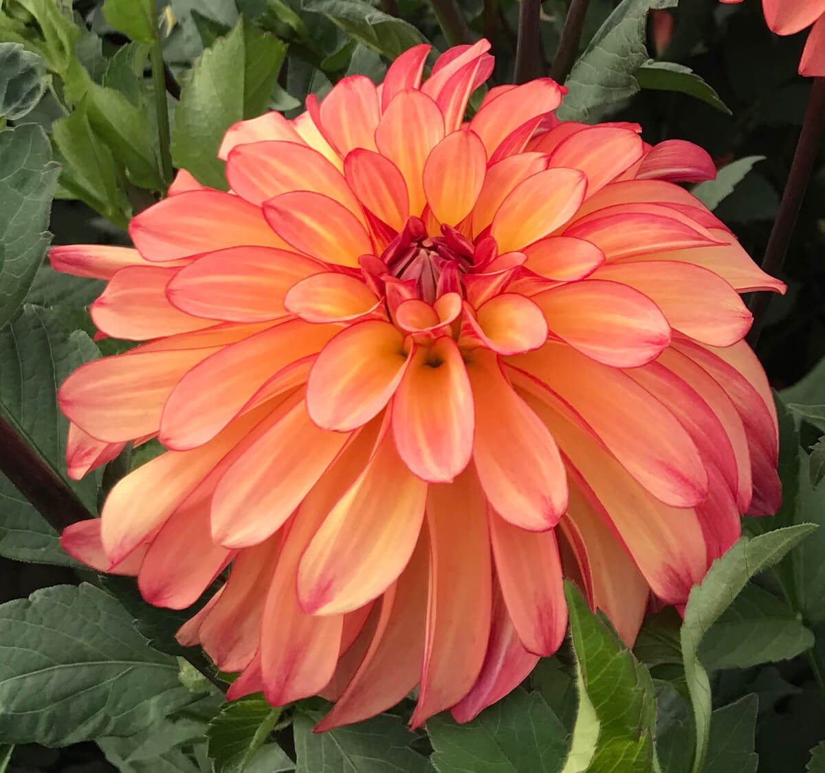Dahlia 'Mai Tai'