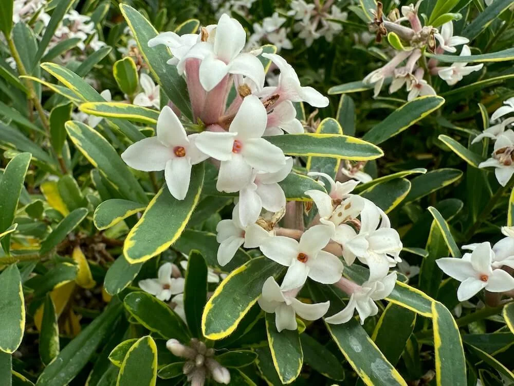 DAPHNE