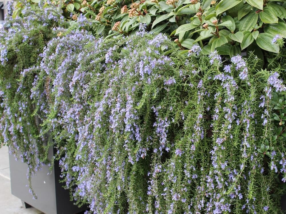 Rosmarinus officinalis 'Prostratus'