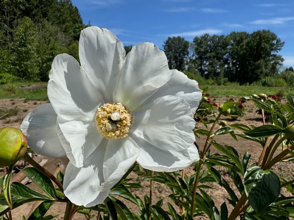 Paeonia 'White Innocence'