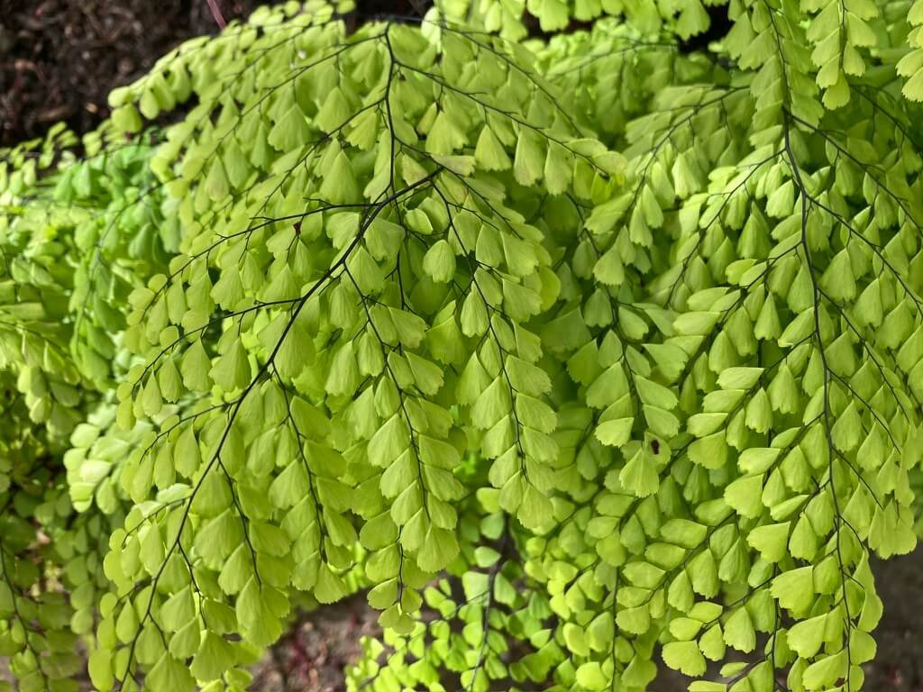 Adiantum venustum