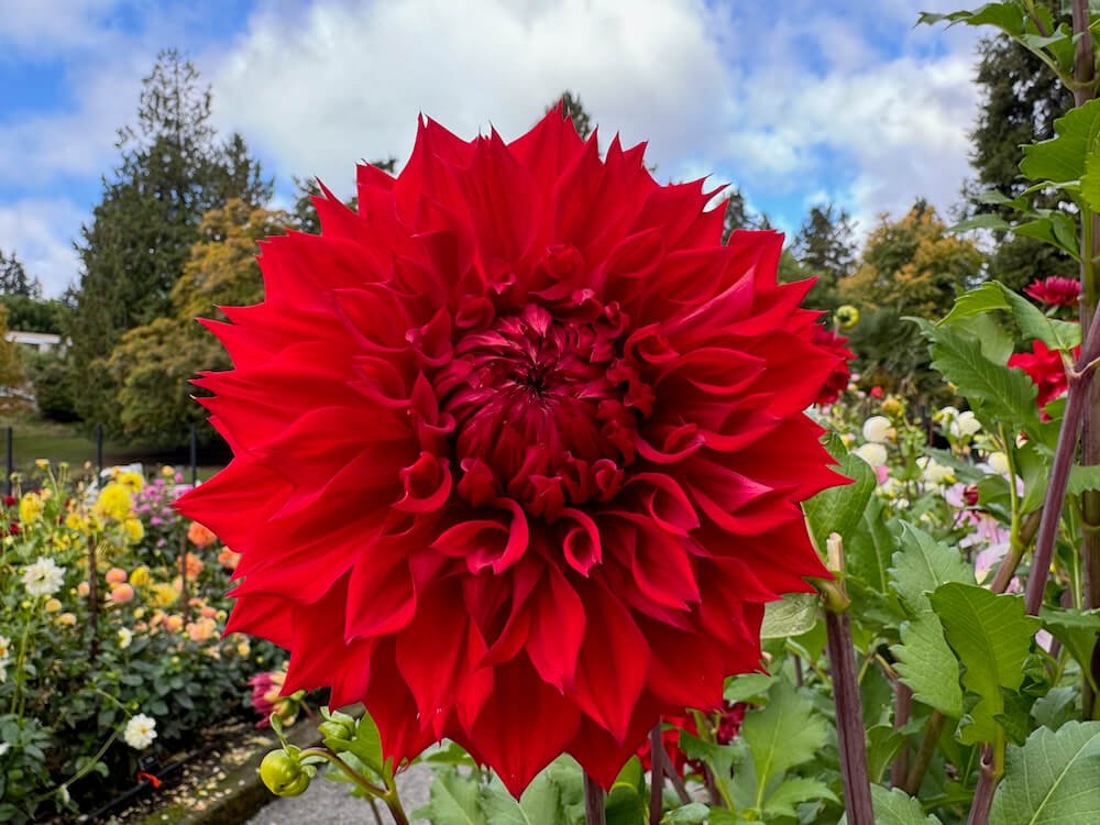 Dahlia 'AC Big Iron'