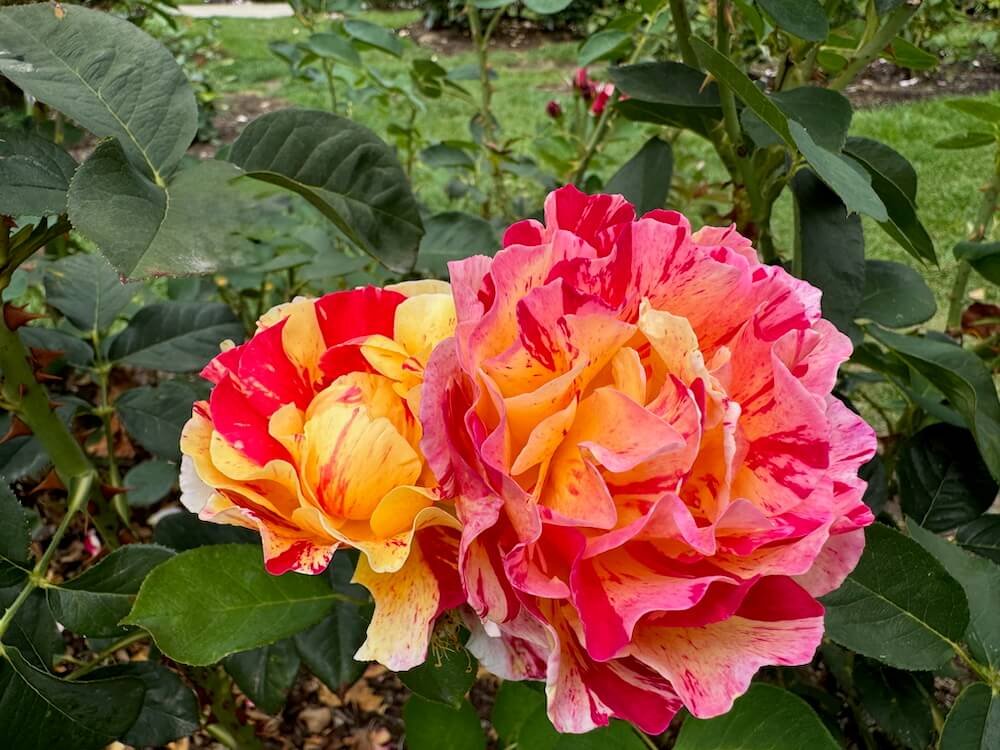 Rosa 'Maurice Utrillo'