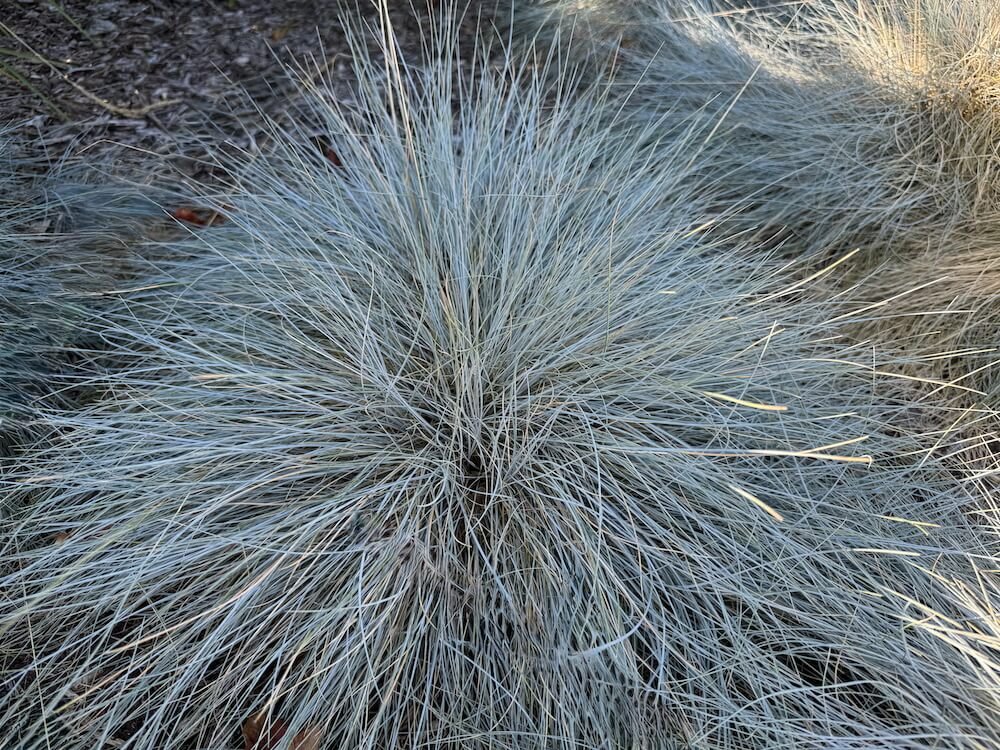 Festuca glauca