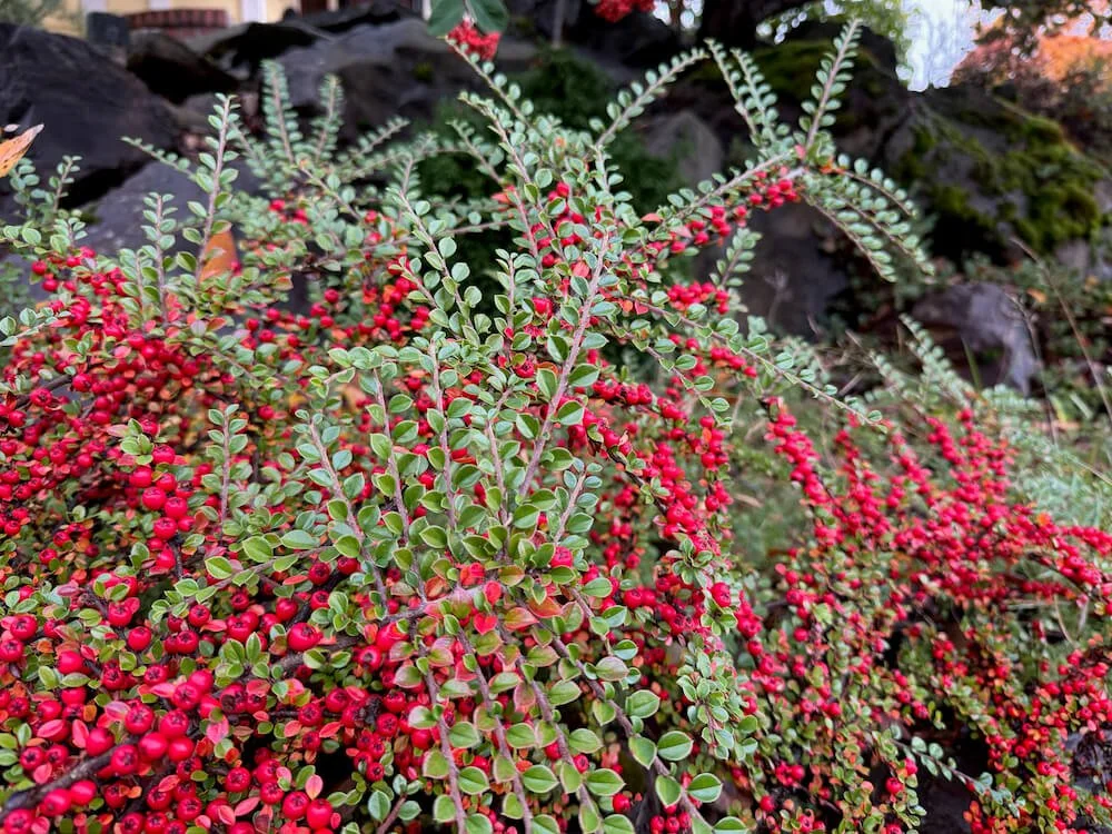 Cotoneaster horizontalis
